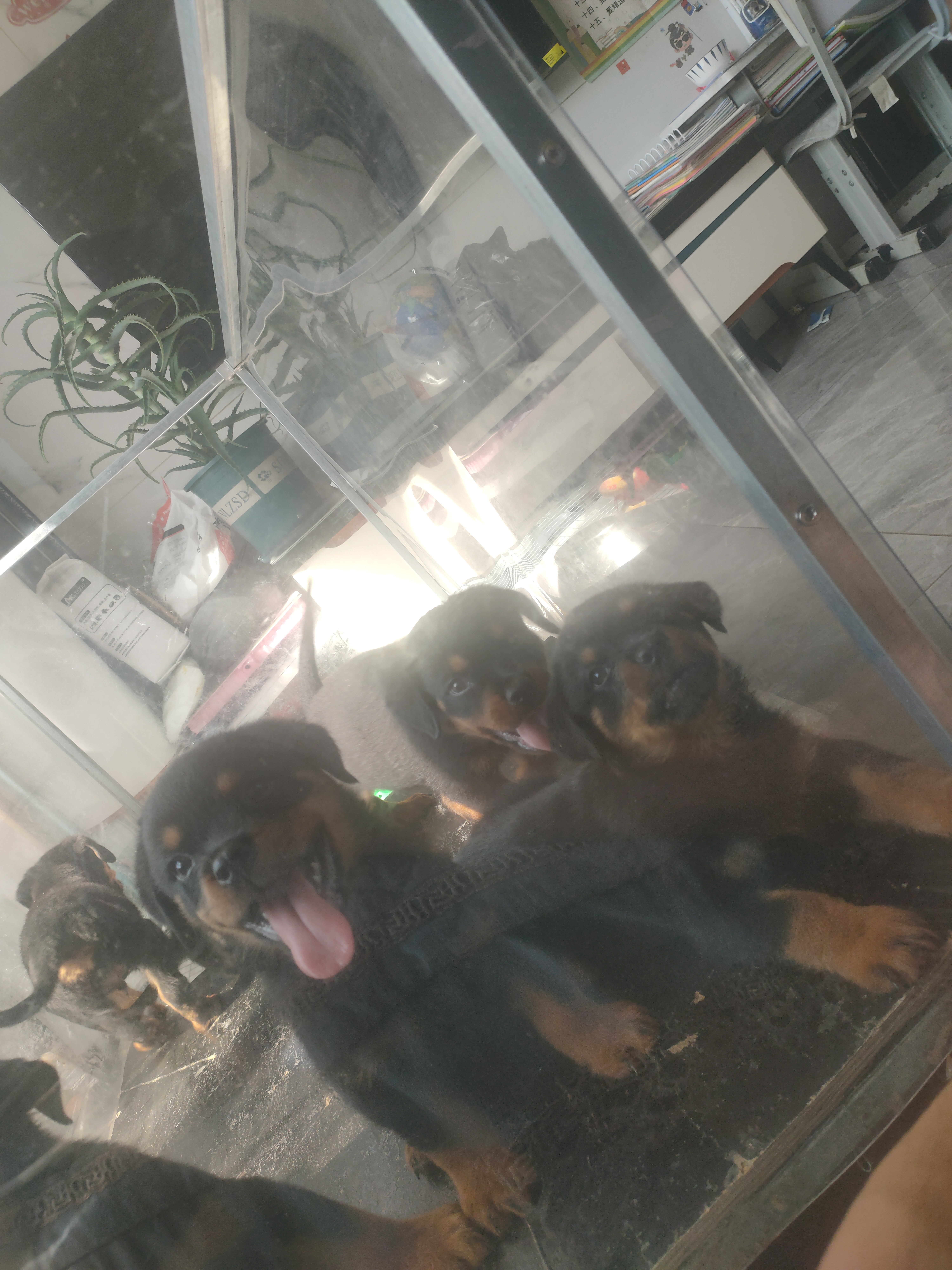 罗威纳幼犬